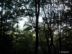 La vue vers la vallée est quelque peu limitée par la végétation